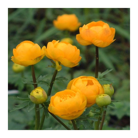 Saulpurene "Orange Princess" /trollius / - C1 kont.