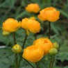 Saulpurene "Orange Princess" /trollius / - C1 kont.