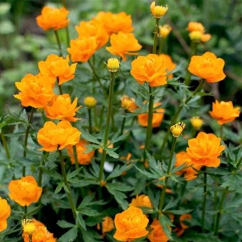 Saulpurene "Orange Princess" /trollius / - C1 kont.