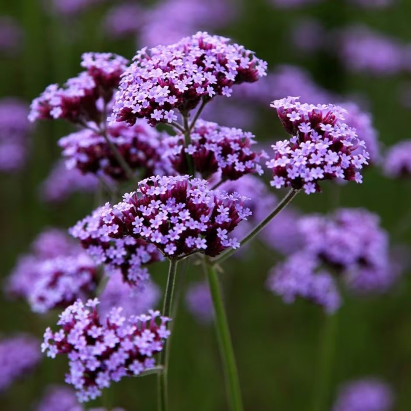 Verbēna, Bolīvijas /verbena bonariensis/ - P9 kont.