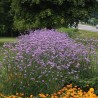 Verbēna, Bolīvijas /verbena bonariensis/ - P9 kont.