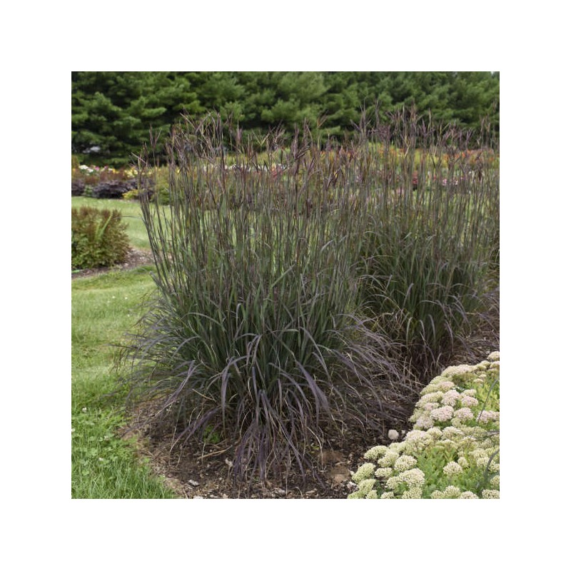 Andropogone, Žerāra "Blackhawks" /andropogon gerardii/ - C1.5 kont. - JŪNIJS