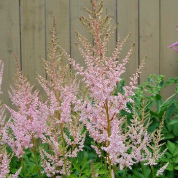 Astilbe, ārenda 'Peaches...