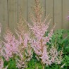 Astilbe, ārenda 'Peaches and Cream' /Astilbe arendsii/ C1 kont.