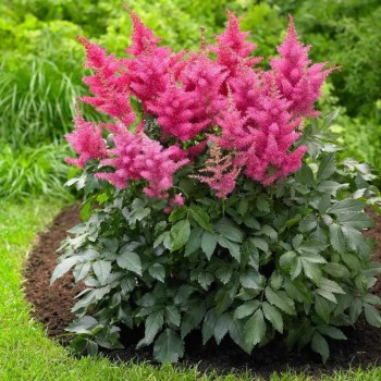 Astilbe, Japānas 'Bonn'...