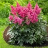 Astilbe, Japānas 'Bonn' /Astilbe japonica/ C1 kont.