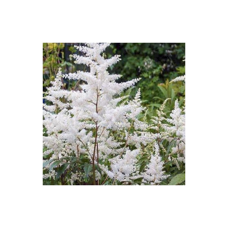 Astilbe, Japānas 'Avalanche' /Astilbe japonica/ C1 kont.