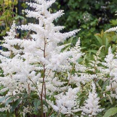 Astilbe, Japānas 'Avalanche' /Astilbe japonica/ C1 kont. - JŪNIJS