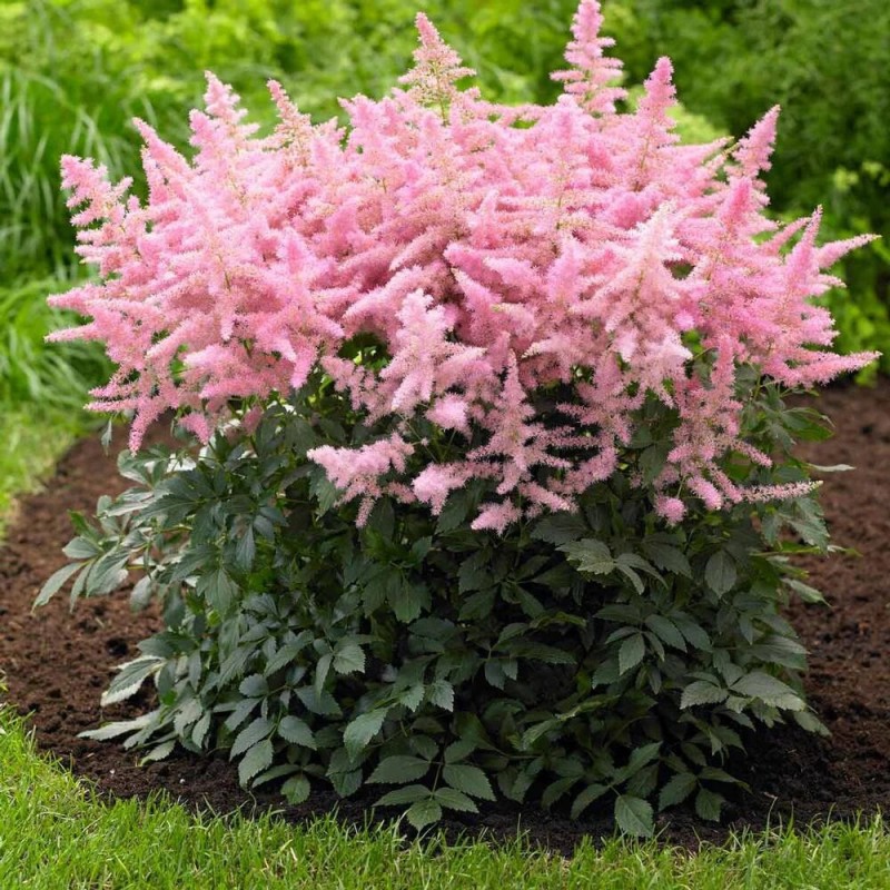 Astilbe, hibrīda 'Country and Western' /Astilbe hybr./ C1 kont.