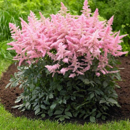 Astilbe, hibrīda 'Country and Western' /Astilbe hybr./ C1 kont.