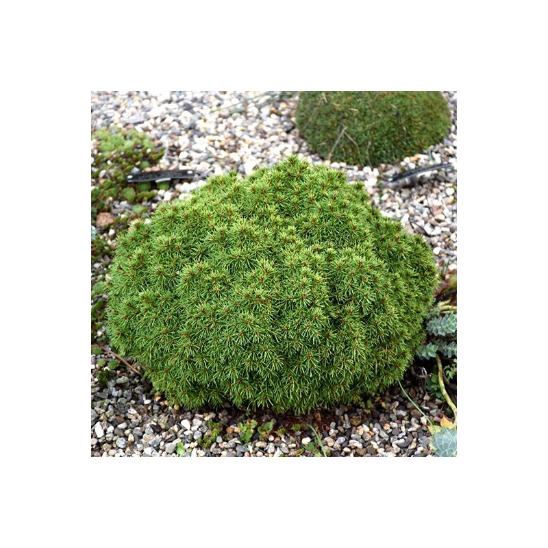 copy of Egle, Kanādas "Alberta Globe" /picea glauca/ - C4 kont.