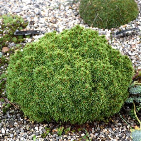 copy of Egle, Kanādas "Alberta Globe" /picea glauca/ - C4 kont.