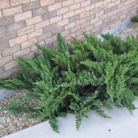 Kadiķis, kazaku ,,Tamariscifolia,, /Juniperus sabina/ - C2 kont.