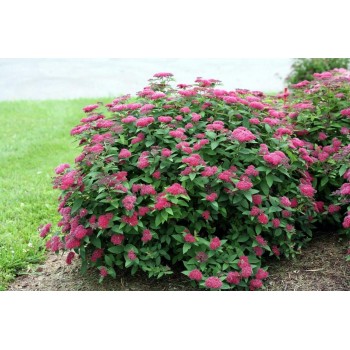 Spireja, Japānas 'Darts Red' /Spiraea japonica/- C1,5 kont.