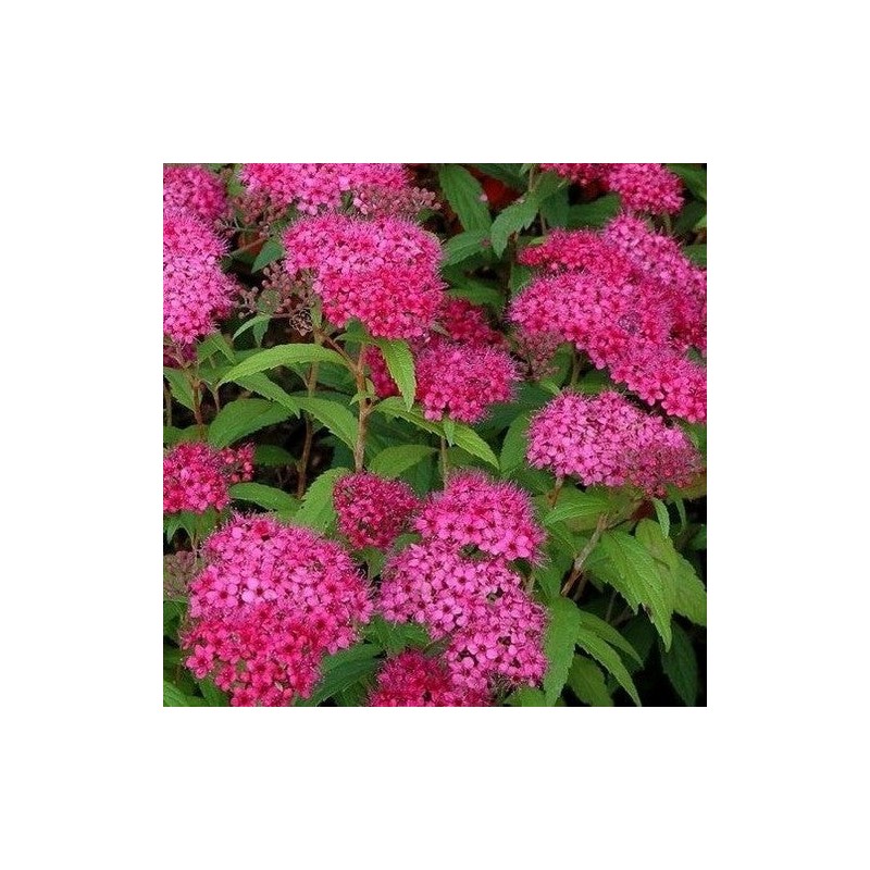 copy of Spireja, Japānas 'Darts Red' /Spiraea japonica/- P9 kont.