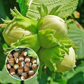 copy of Lazda, parastā...