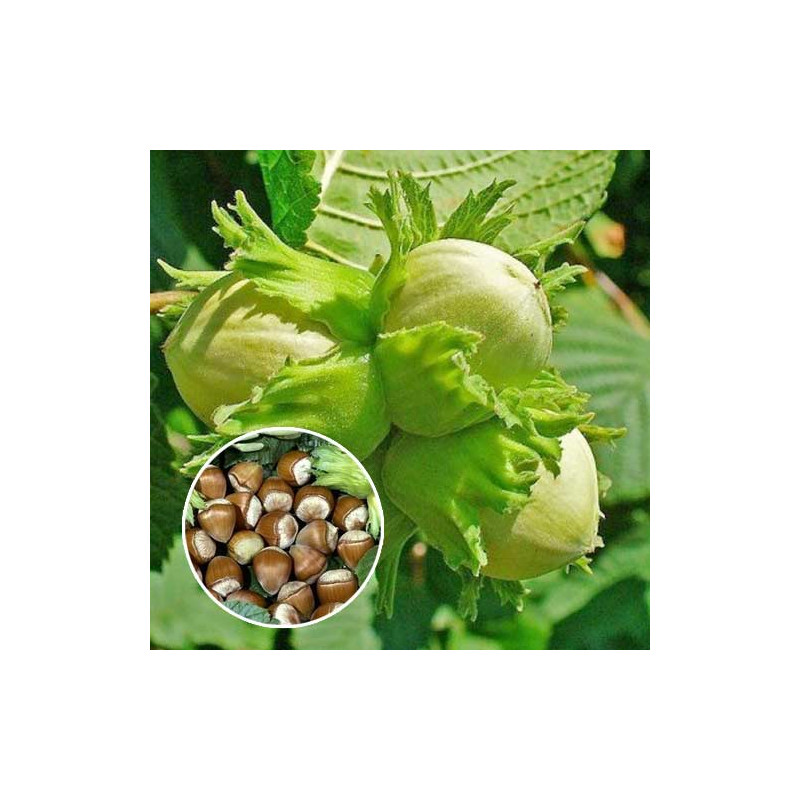 copy of Lazda, parastā "Purple Umbrella" /corylus avellana/ - augstcelma - PA 120-140cm., C12 kont.