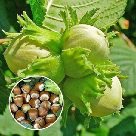 Lazda, parastā "Barcelona" /corylus avellana/ - 80-100cm.