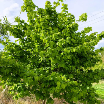 Lazda, parastā "Barcelona" /corylus avellana/ - 80-100cm.
