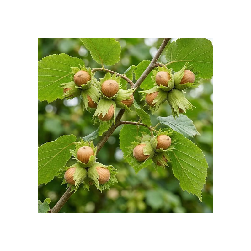 copy of Lazda, parastā "Purple Umbrella" /corylus avellana/ - augstcelma - PA 120-140cm., C12 kont.