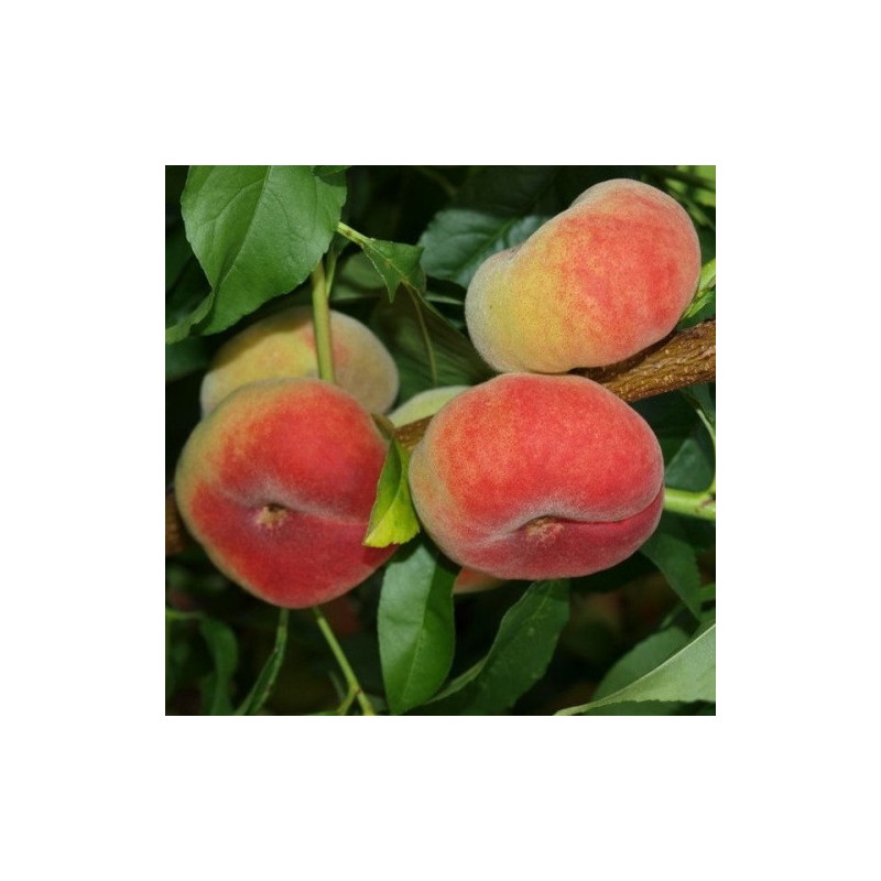 copy of Persikas ,,Virgil,, /prunus persica/ (vēlais)