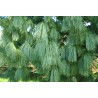Priede, Himalaju /Pinus wallichiana/ - C2 kont. - 20-40cm.