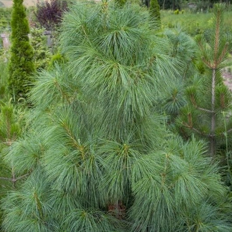 Priede, Himalaju /Pinus wallichiana/ - C2 kont. - 20-40cm.