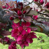 copy of Ābele, purpura (dekoratīvā - paradīzes) ,,Royalty,, /malus purpurea/ - 180-200cm., C12 kont.