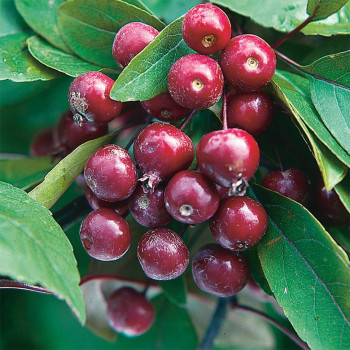 Ābele, purpura (dekoratīvā - paradīzes) ,,Profusion,, /malus purpurea/ - 100-140cm.