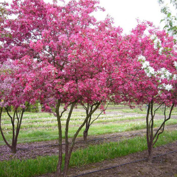 Ābele, purpura (dekoratīvā - paradīzes) ,,Profusion,, /malus purpurea/ - 100-140cm.