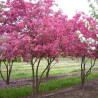 Ābele, purpura (dekoratīvā - paradīzes) ,,Profusion,, /malus purpurea/ - 100-140cm.