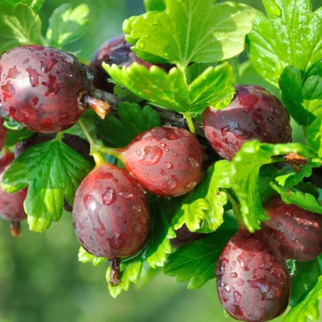 Ērkšķoga "Achilles" /ribes uva-crispa/ - C2 kont.