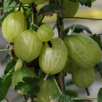 Ērkšķoga "Invicta" /ribes...