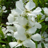 Pērļu krūms "Niagara" /exochorda/ - C2,5 kont.