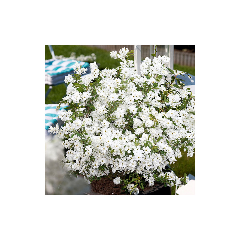 Pērļu krūms "Niagara" /exochorda/ - C2,5 kont.