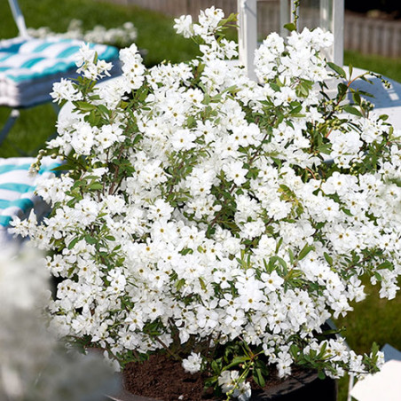 Pērļu krūms "Niagara" /exochorda/ - C2,5 kont.