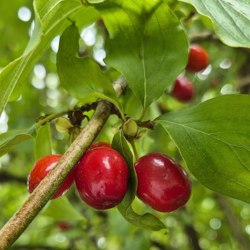 Kizils, parastais "Jolico" / Cornus mas/ - C1 kont.