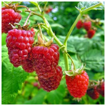 Avene "Glen Ample" /rubus...