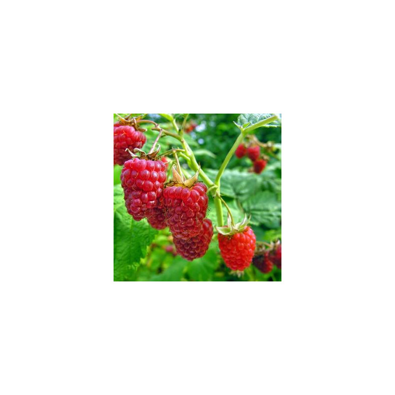 Avene "Glen Ample" /rubus idaeus / C1 kont.