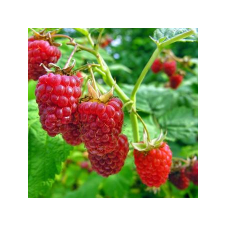 Avene "Glen Ample" /rubus idaeus / C1 kont.