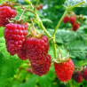Avene "Glen Ample" /rubus idaeus / C1 kont.
