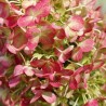 copy of Hortenzija, šluotelinė ,,Graffiti,, /Hydrangea paniculata/  - C3 kont.