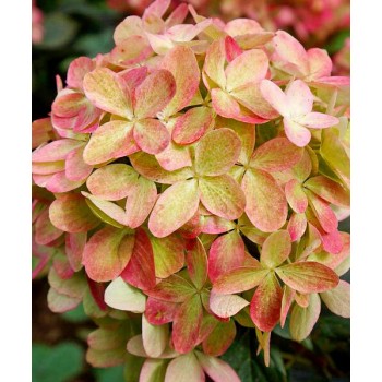 Hortenzija, skarainā ,,Graffiti,, /Hydrangea paniculata/  - C2 kont.