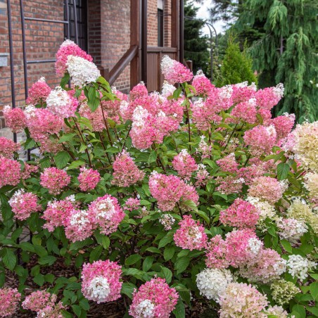 Hortenzija, skarainā ,,Sundae Fraise,, /Hydrangea paniculata/ - C2 kont.