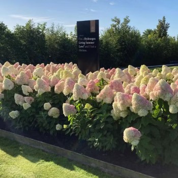 copy of Skarainā hortenzija ,,Living Candy Love,, /Hydrangea paniculata/ - C2,5 kont.