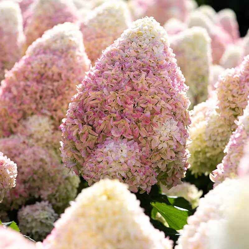 Hortenzija, skarainā ,,Living Candy Love,, /Hydrangea paniculata/ - C2 kont.
