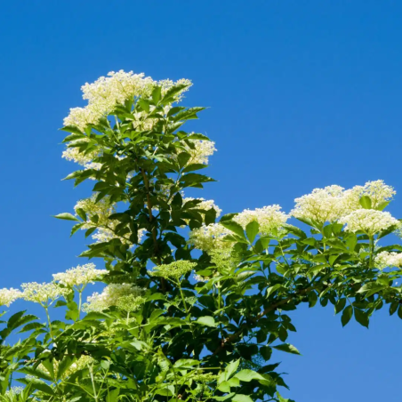 Plūškoks, melnais /sambucus nigra/ - C4 kont.