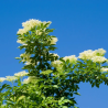 copy of Plūškoks, melnais “Black lace" /sambucus nigra/ - P12 kont.