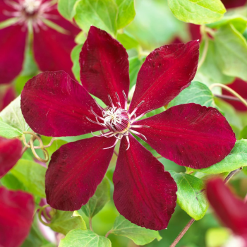 copy of Raganė ,,Ville de Lyon,, /Clematis/- C2 kont.