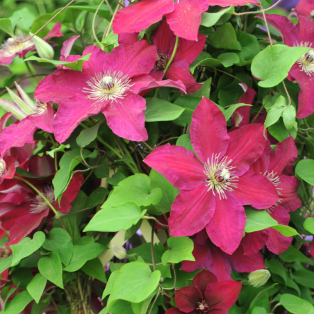 Klematis, lielziedu ,,Westerplatte,, /Clematis/- C2 kont.